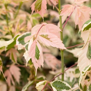 Acer 'Flamingo'